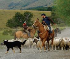 Mustering sheep in Patagonia.